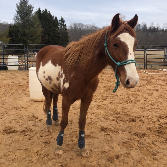 Meet your Posher, Grace - Picture 2 of 3